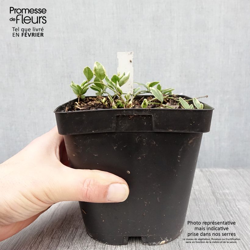 Example of Vinca minor Argenteovariegata - Kleine maagdenpalm Pot van 2 l/3 l as you get in hiver