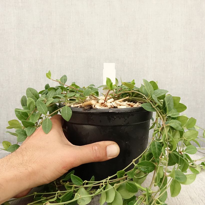 Exemplaar van Vinca minor Atropurpurea - Kleine maagdenpalm Pot van 2 l/3 l zoals geleverd in de herfst