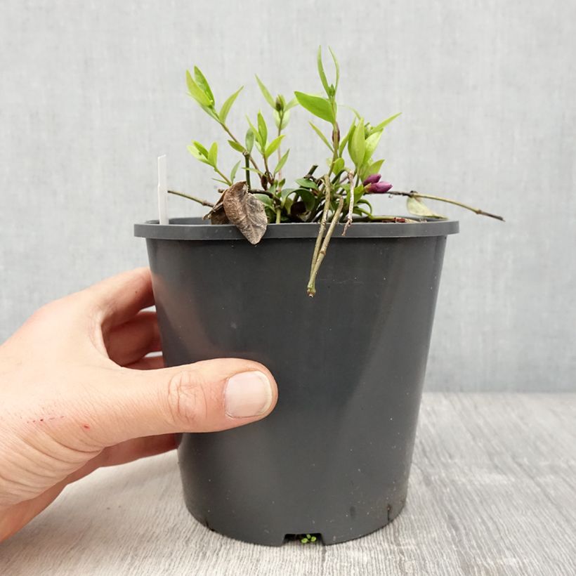 Exemplaar van Vinca minor Atropurpurea - Kleine maagdenpalm Pot van 2 l/3 l zoals geleverd in de lente