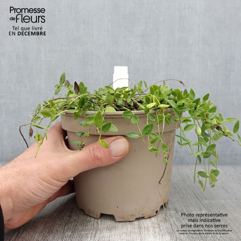 Exemplaar van Vinca minor Gertrude Jekyll - Kleine maagdenpalm Pot van 2 l/3 l zoals geleverd in de herfst
