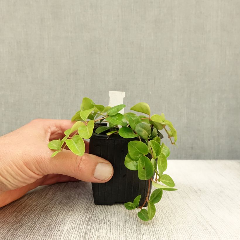 Exemplaar van Vinca minor Grüner Teppich - Kleine maagdenpalm Kweekpotje van 8/9 cm zoals geleverd in de herfst