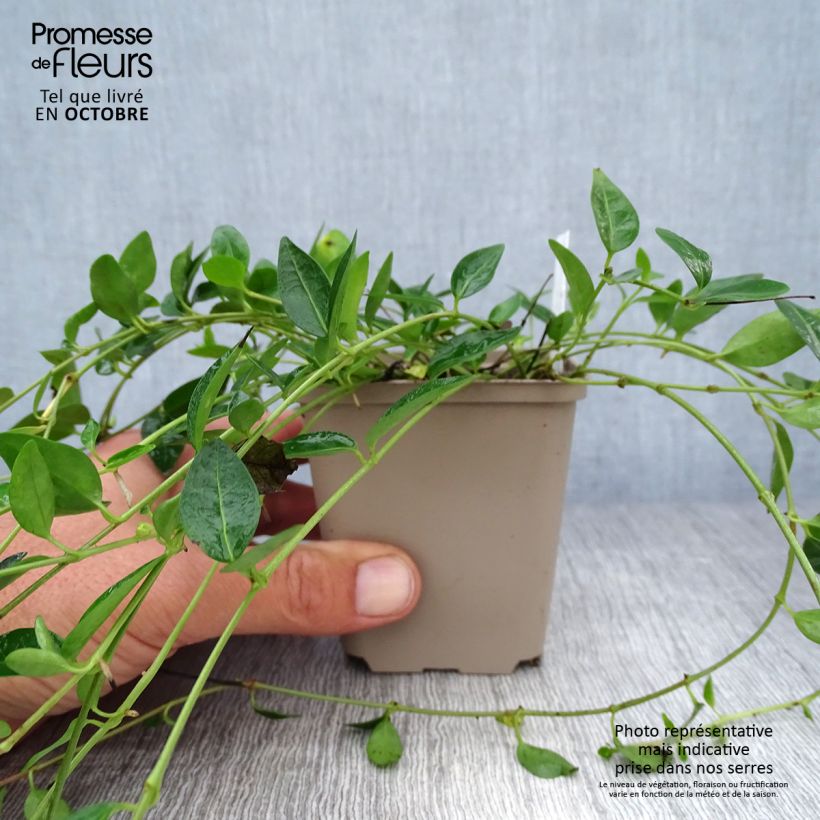 Exemplaar van Vinca minor Josefine - Kleine maagdenpalm Kweekpotje van 8/9 cm zoals geleverd in de herfst