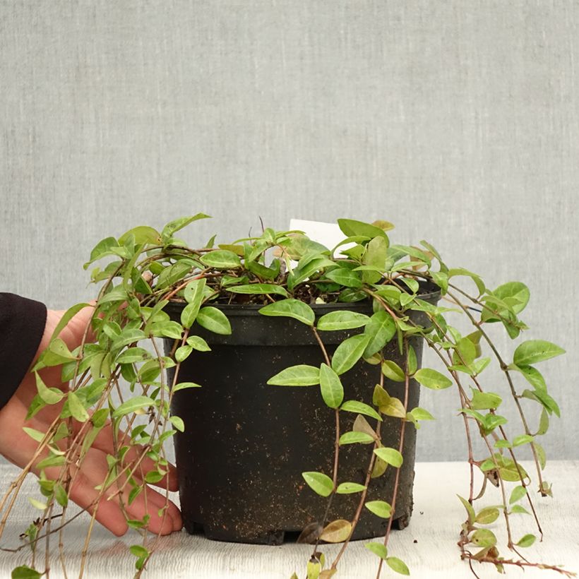Exemplaar van Vinca minor - Kleine maagdenpalm Pot van 2 l/3 l zoals geleverd in de herfst