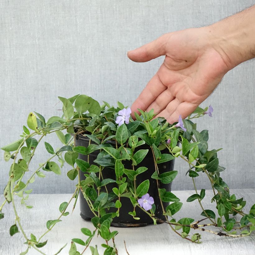 Exemplaar van Vinca minor - Kleine maagdenpalm Pot van 2 l/3 l zoals geleverd in de zomer