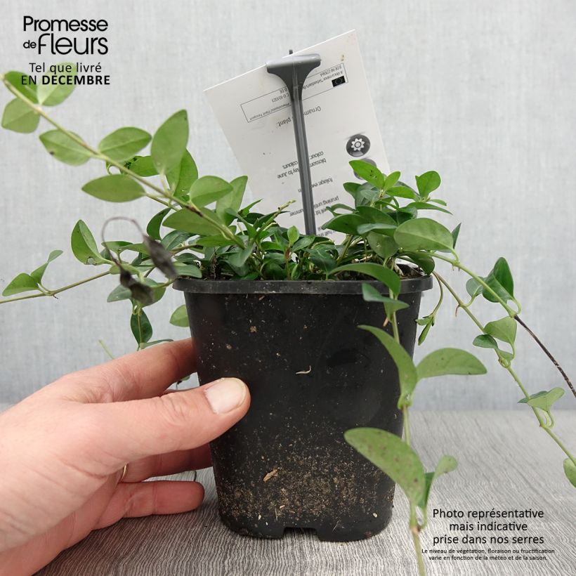 Exemplaar van Vinca minor Sebastian s Beste - Trio de petites pervenches Pot de 2L/3L zoals geleverd in de herfst
