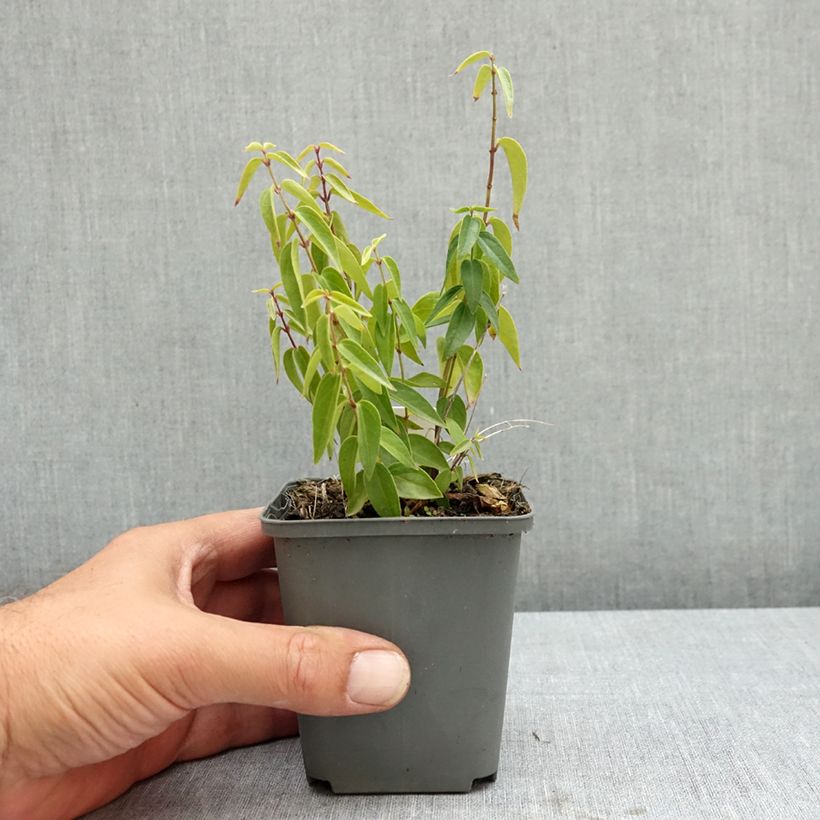 Exemplaar van Vincetoxicum hirundinaria - Witte engbloem Kweekpotje van 8/9 cm zoals geleverd in de zomer