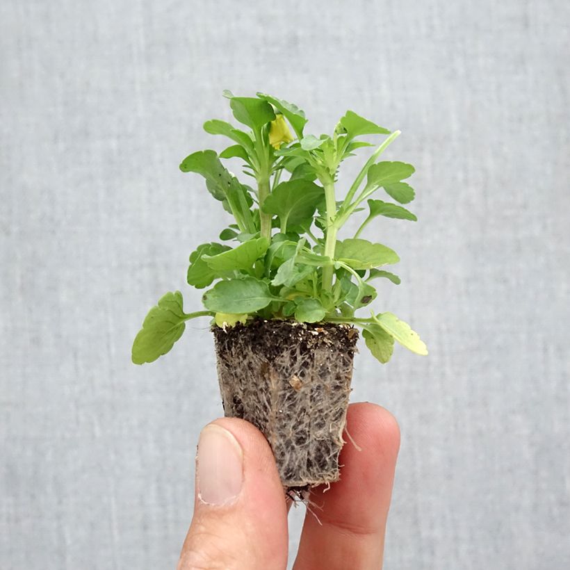 Exemplaar van Viola cornuta Butterfly Mix Kluitplant: kluit 3,8 cm x 3,2 cm in een tray voor 16 planten zoals geleverd in de herfst
