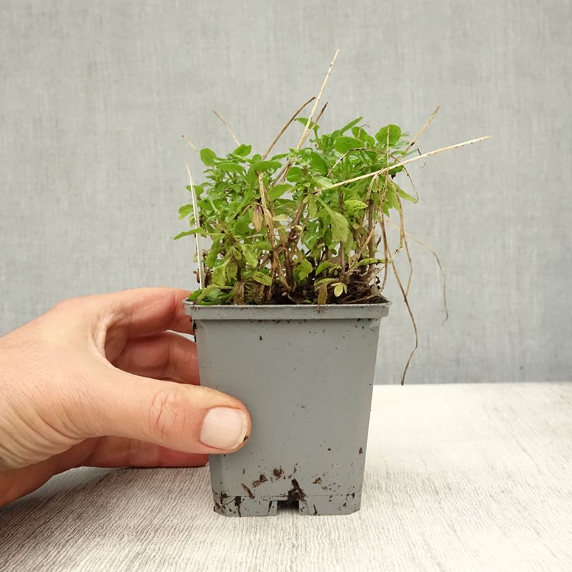 Exemplaar van Viola cornuta Molly Sanderson - Hoornviooltje Kweekpotje van 8/9 cm zoals geleverd in de herfst