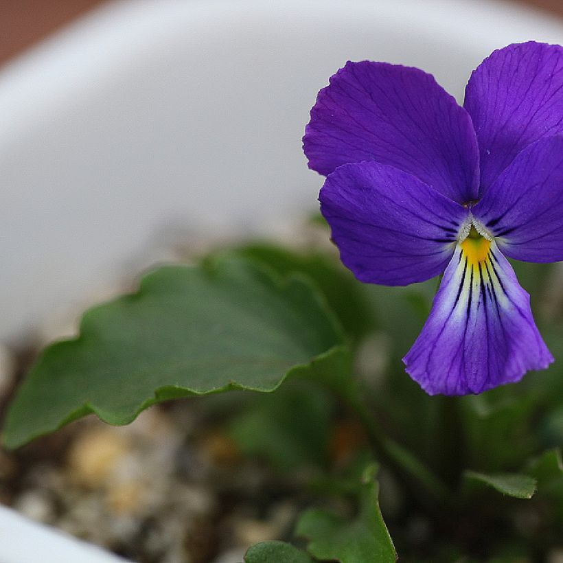 Viola corsica - Corsicaans viooltje (Blad)