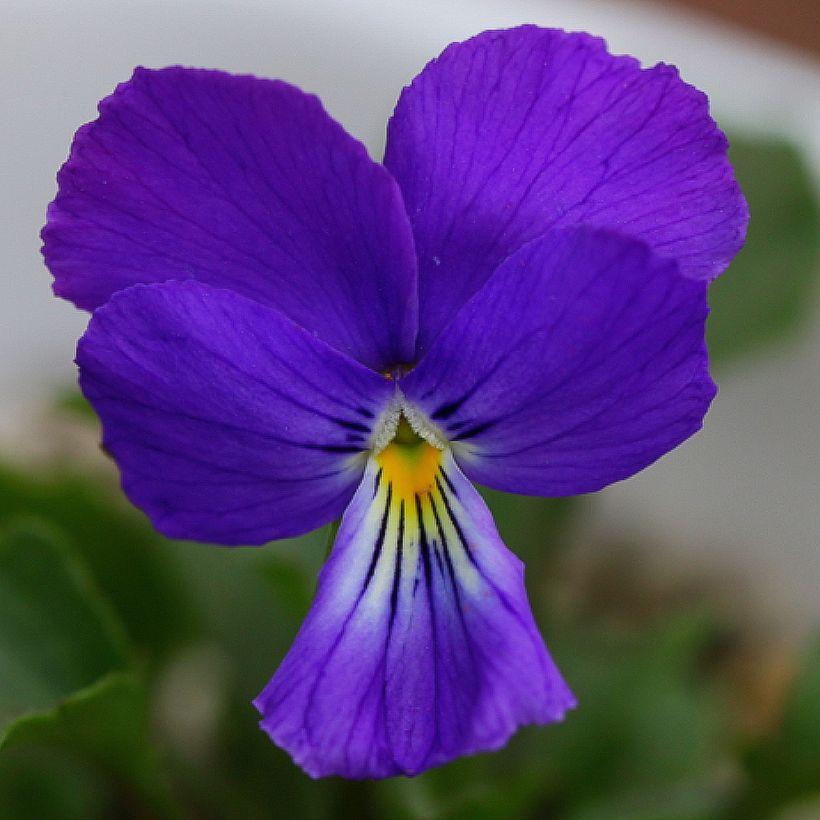 Viola corsica - Corsicaans viooltje (Bloei)
