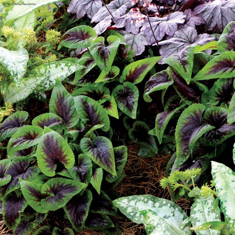 Viola koreana Heartthrob - Viool (Groeiplaats)