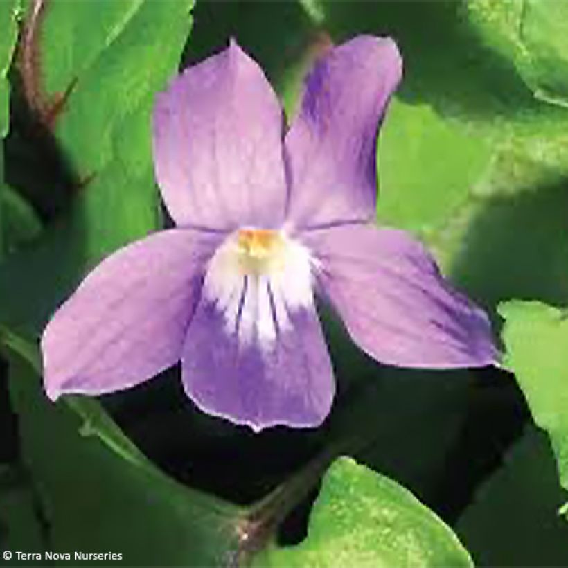 Viola koreana Heartthrob - Viool (Bloei)
