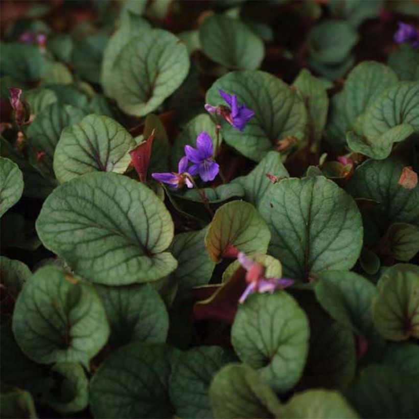 Viola walteri Silver Gem - Viool (Bloei)
