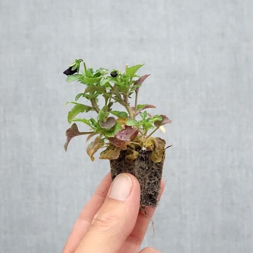 Exemplaar van Viola cornuta Sorbet Black Delight - Hoornviooltje Kluitplant: kluit 3,8 cm x 3,2 cm in een tray voor 16 planten zoals geleverd in de herfst