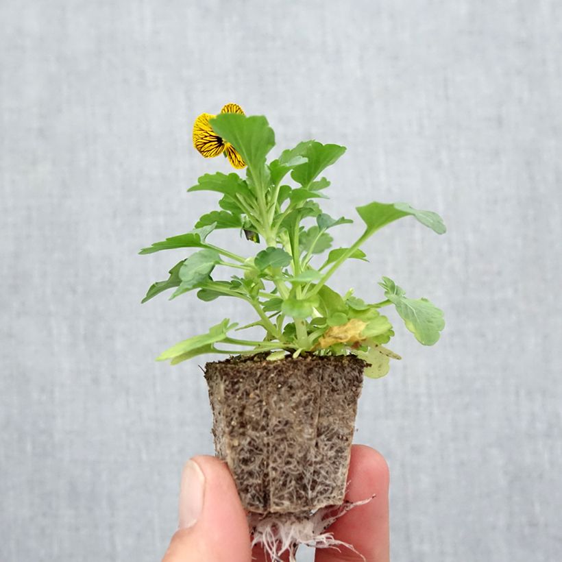 Exemplaar van Viola cornuta Butterfly Tiger Eyes - Hoornviooltje Kluitplant: kluit 3,8 cm x 3,2 cm in een tray voor 16 planten zoals geleverd in de herfst