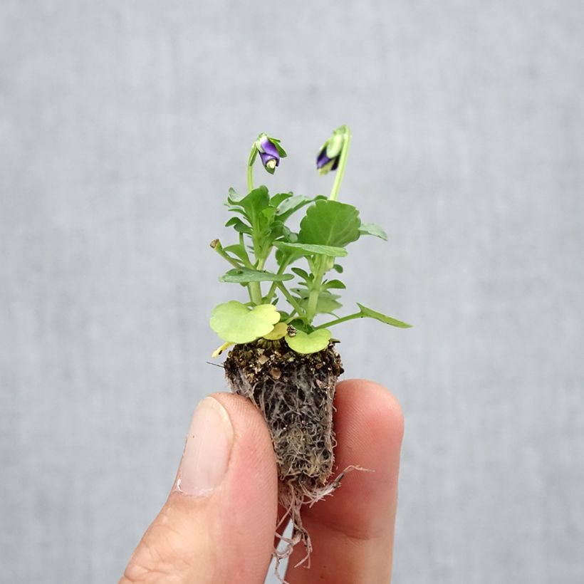 Exemplaar van Viola cornuta Kitty Surprise F1 - Hoornviooltje Minimotte: kluitje van 2,2 cm x 2 cm in kweekplaat per 35 stuks zoals geleverd in de herfst