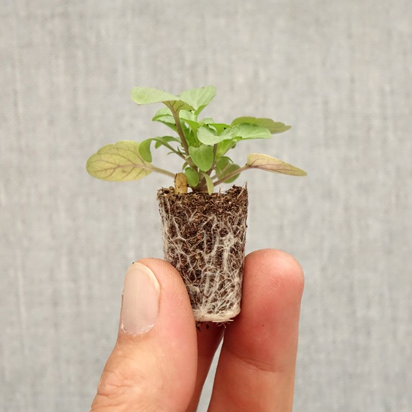 Exemplaar van Viola cornuta Sorbet XP Pink Halo - Hoornviooltje Mini-mot Ø 1,5/2,5 cm zoals geleverd in de herfst