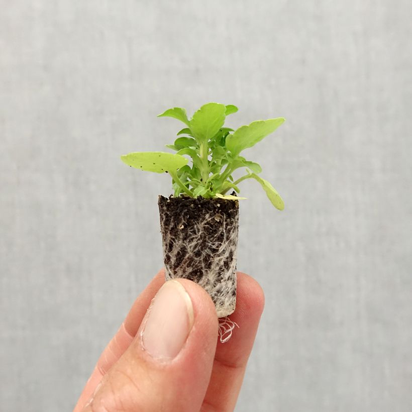 Exemplaar van Viola cornuta Sorbet XP Raspberry Mini-mot Ø 1,5/2,5 cm zoals geleverd in de herfst