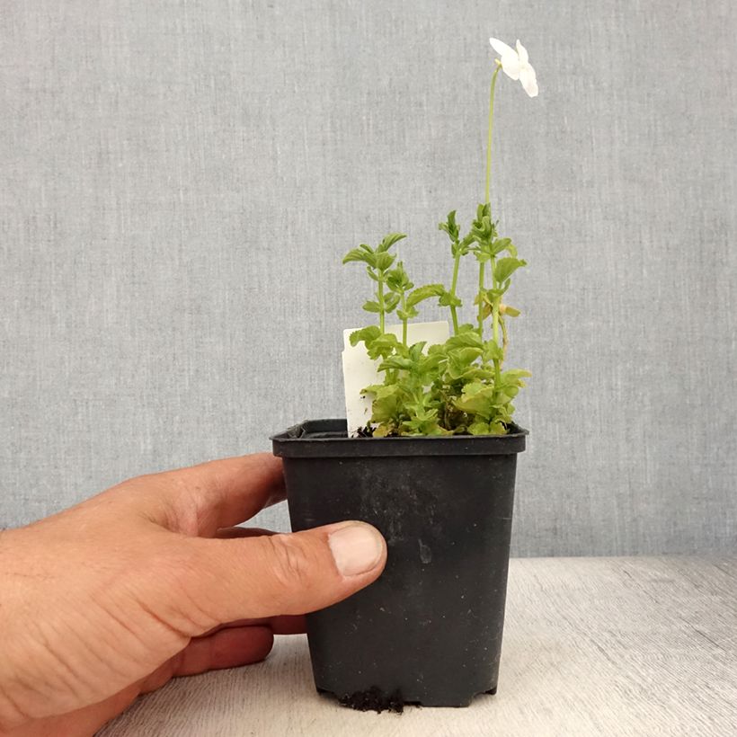Exemplaar van Viola cornuta Wisley White - Hoornviooltje Kweekpotje van 8/9 cm zoals geleverd in de zomer