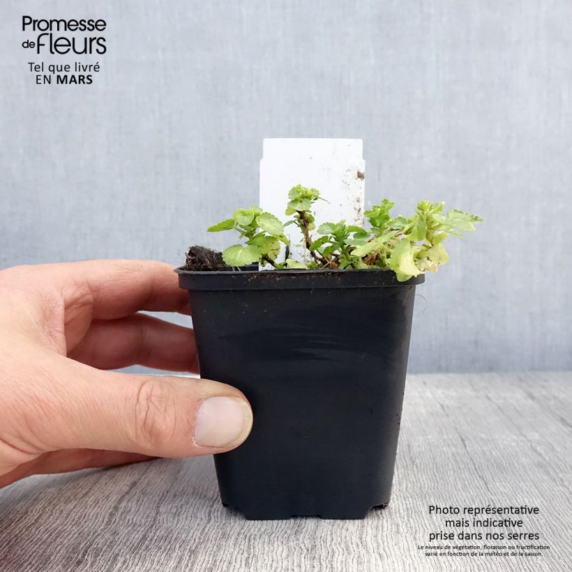 Exemplaar van Viola cornuta Wisley White - Hoornviooltje Kweekpotje van 8/9 cm zoals geleverd in de lente