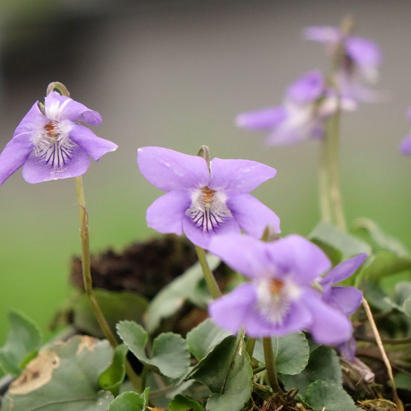 Viola reichenbachiana - Donkersporig bosviooltje (Bloei)