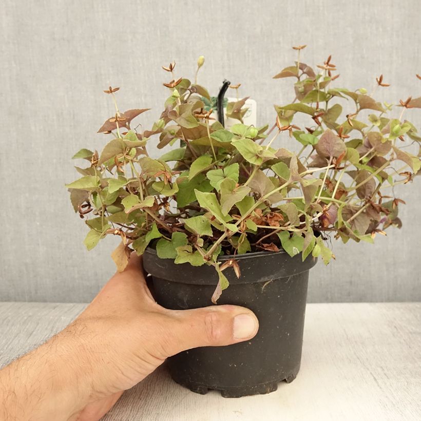 Exemplaar van Viola riviniana var. purpurea - Bleeksporig bosviooltje Pot van 1,5 l/2 l zoals geleverd in de zomer