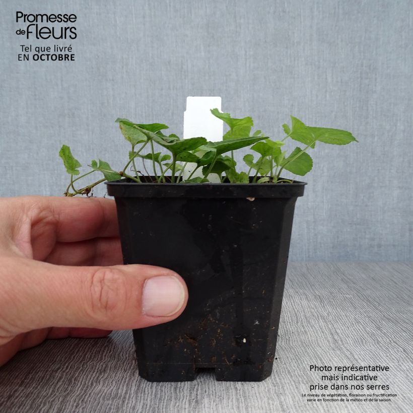 Exemplaar van Viola odorata Königin Charlotte - Geurviooltje Kweekpotje van 8/9 cm zoals geleverd in de herfst