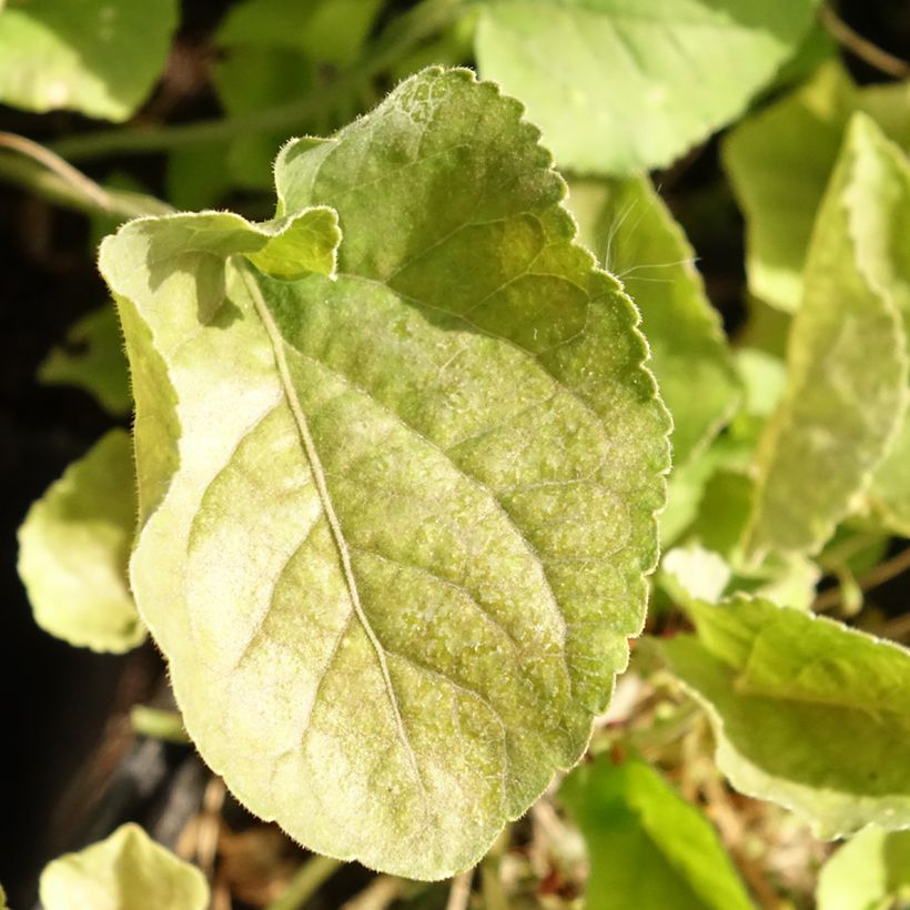 Viola odorata Königin Charlotte - Geurviooltje (Blad)