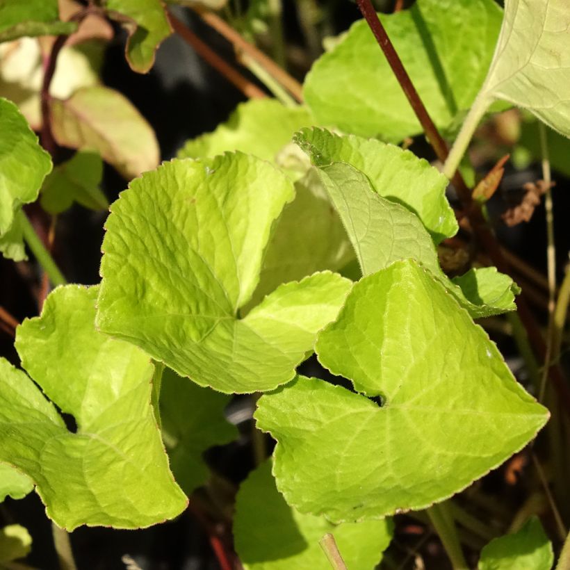 Viola odorata Mrs Pinehurst - Geurviooltje (Blad)
