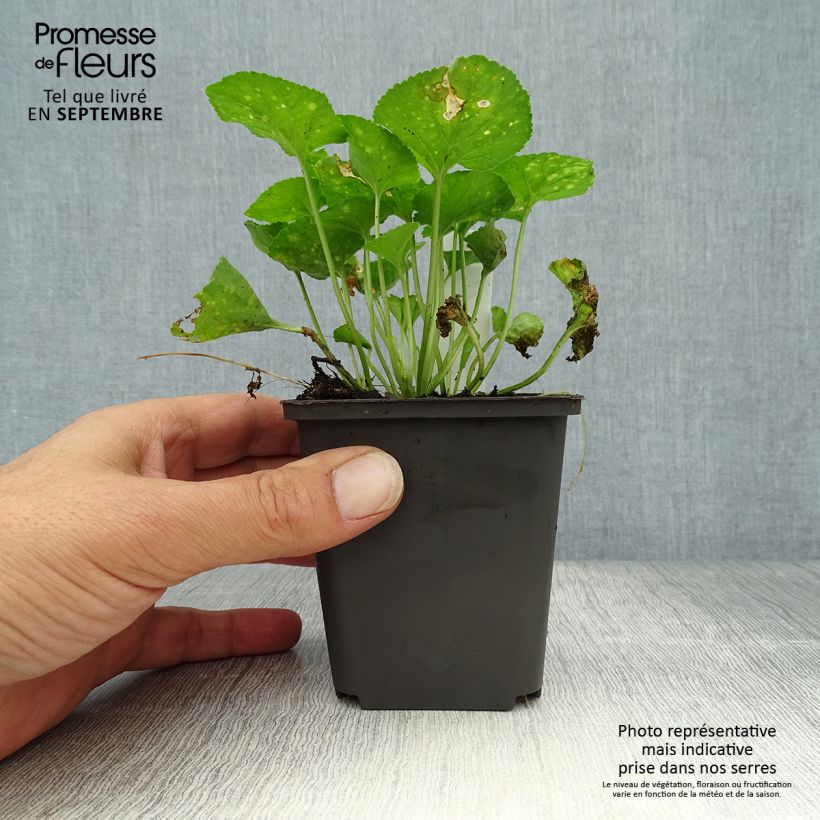 Exemplaar van Viola odorata Vanilla - Geurviooltje Kweekpotje van 8/9 cm zoals geleverd in de herfst