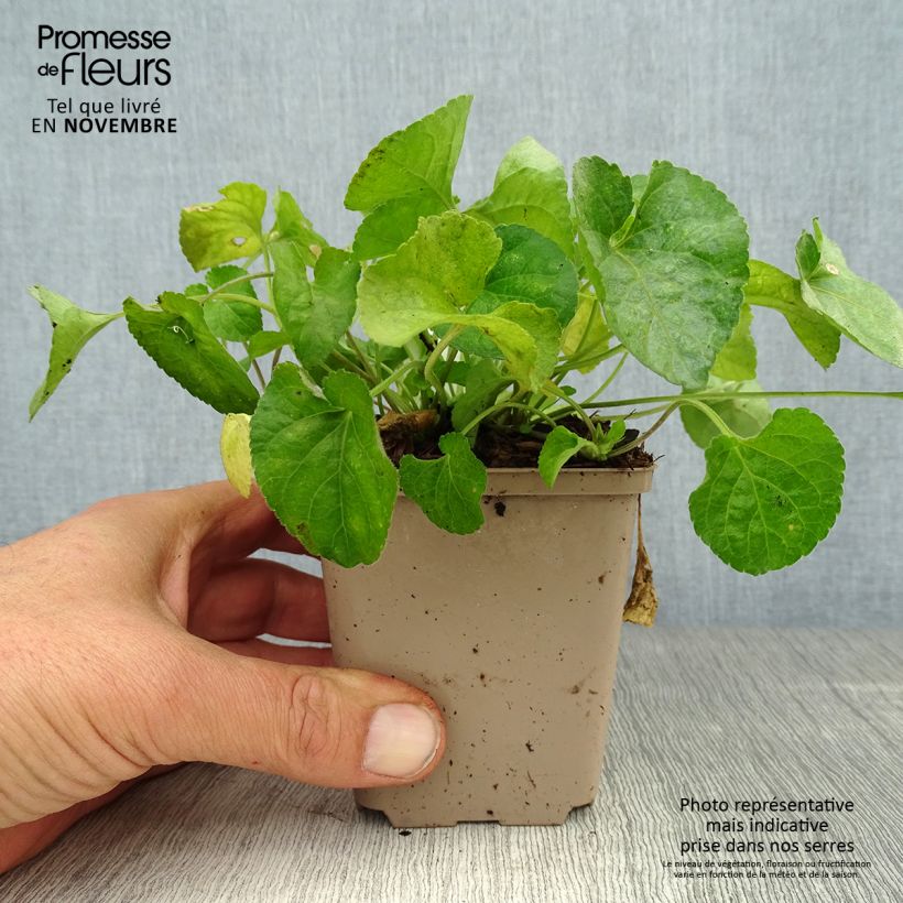 Exemplaar van Viola odorata Alba - Geurviooltje Kweekpotje van 8/9 cm zoals geleverd in de herfst