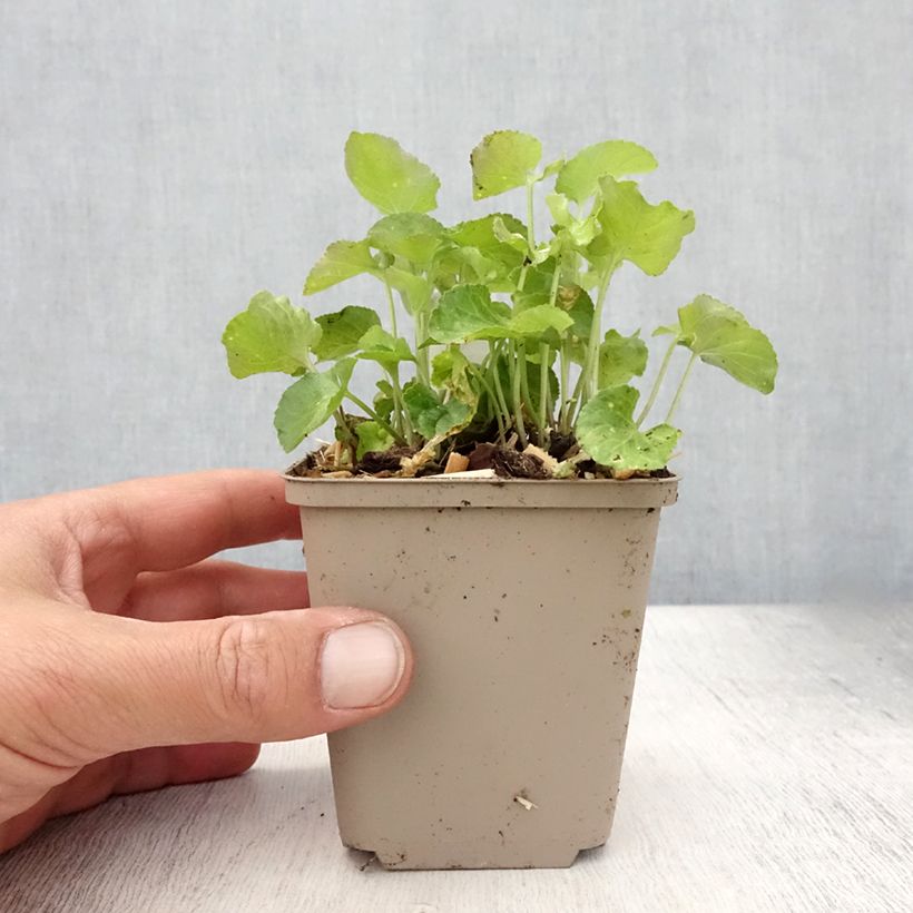 Exemplaar van Viola odorata - Geurviooltje Kweekpotje van 8/9 cm zoals geleverd in de zomer