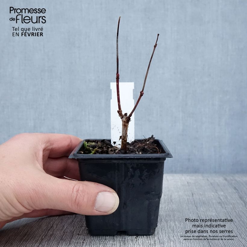 Example of Viburnum opulus Roseum - Gelderse roos Kweekpotje van 8/9 cm as you get in hiver