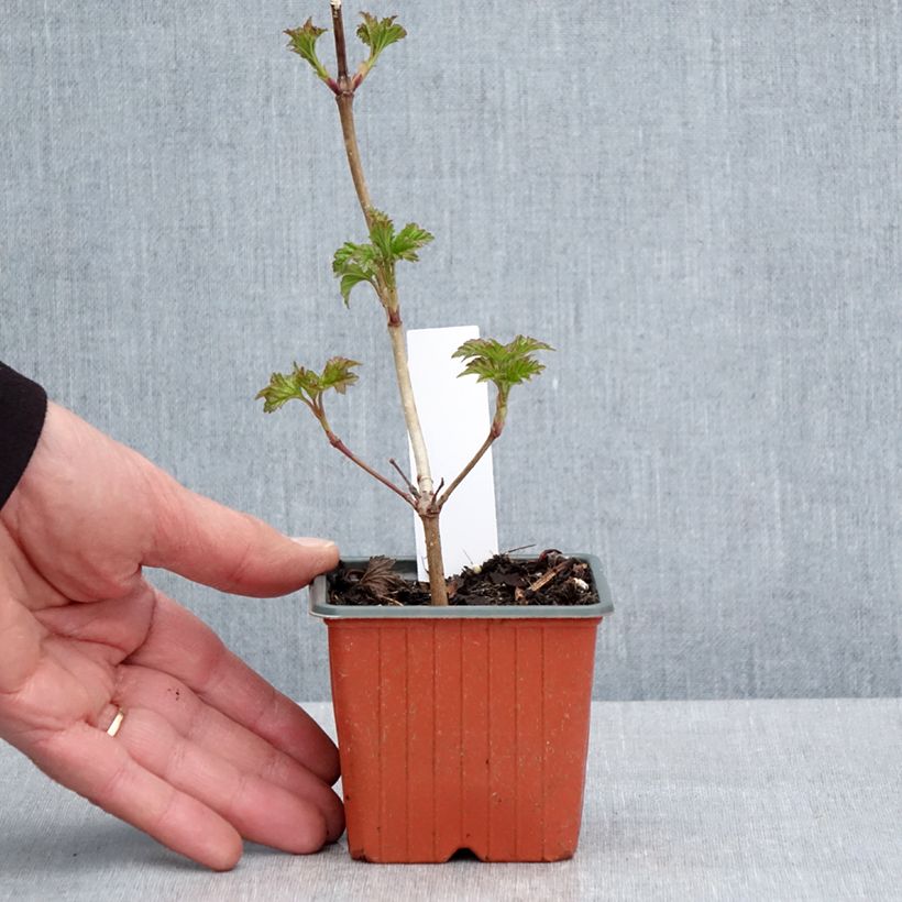 Exemplaar van Viburnum opulus Roseum - Gelderse roos Kweekpotje van 8/9 cm zoals geleverd in de lente
