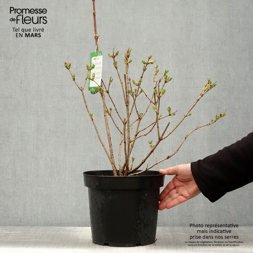 Exemplaar van Viburnum opulus Roseum - Gelderse roos Pot van 7,5 l/10 l zoals geleverd in de lente