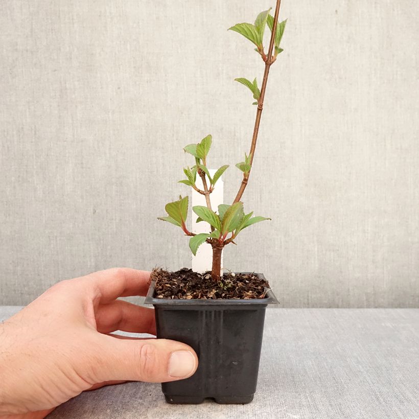 Exemplaar van Viburnum bodnantense Charles Lamont - Wintersneeuwbal Kweekpotje van 8/9 cm zoals geleverd in de lente
