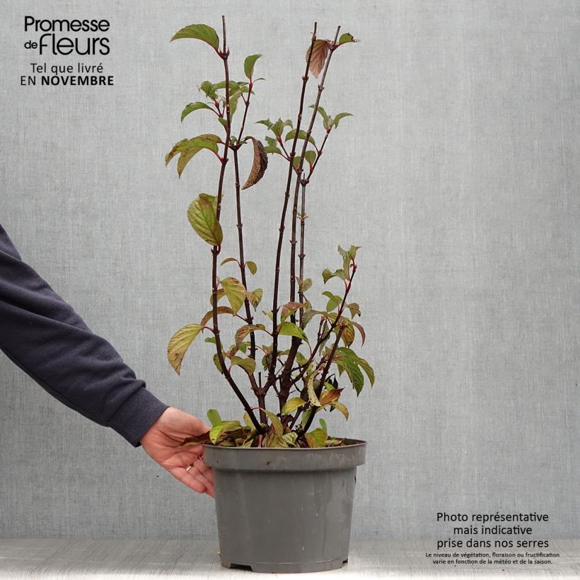 Exemplaar van Viburnum bodnantense Dawn - Wintersneeuwbal Pot van 6 l/7 l zoals geleverd in de herfst