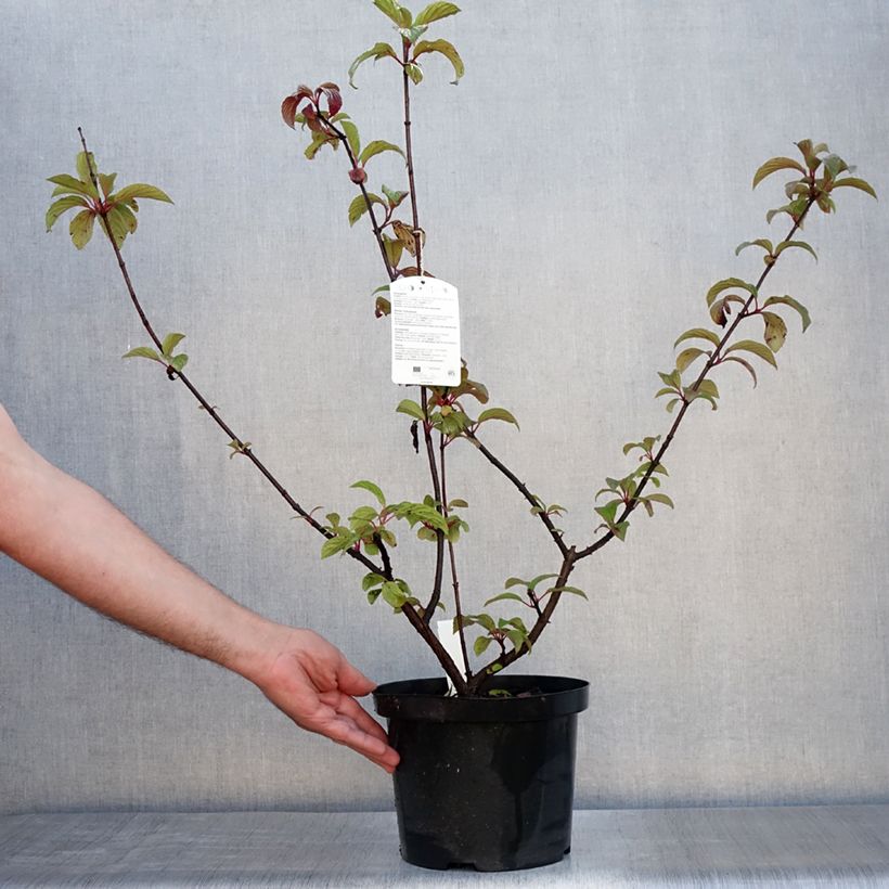Exemplaar van Viburnum bodnantense Dawn - Wintersneeuwbal Pot van 6 l/7 l zoals geleverd in de zomer