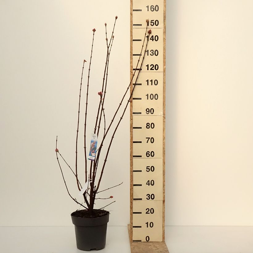 Example of Viburnum bodnantense Dawn - Wintersneeuwbal Pot van 7,5 l/10 l as you get in hiver