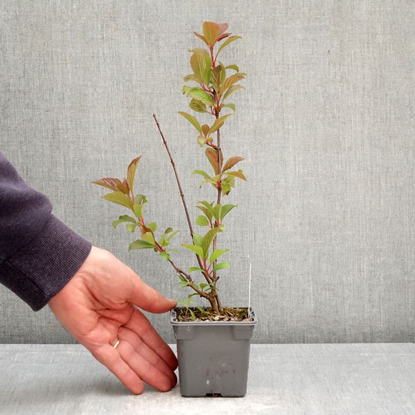 Exemplaar van Viburnum farreri - Sneeuwbal Kweekpotje van 8/9 cm zoals geleverd in de lente