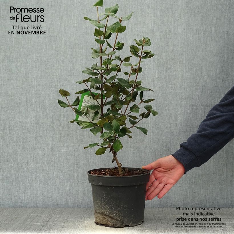 Exemplaar van Viburnum burkwoodii Ann Russell - Sneeuwbal Pot van 3 l/4 l zoals geleverd in de herfst