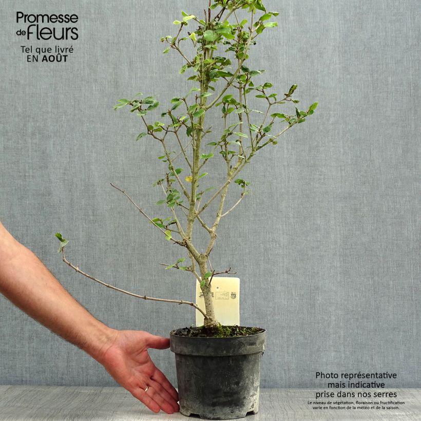 Exemplaar van Viburnum burkwoodii Ann Russell - Sneeuwbal Pot van 3 l/4 l zoals geleverd in de zomer