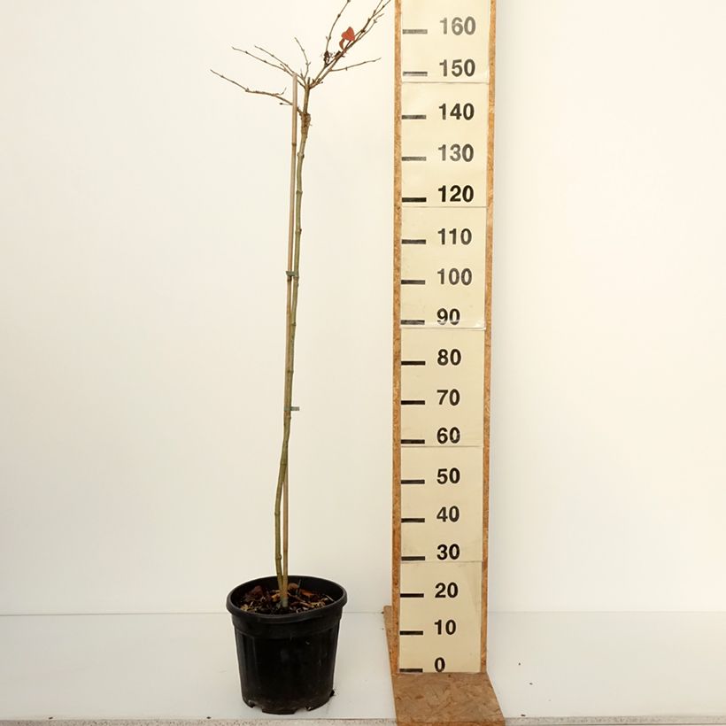 Exemplaar van Viburnum plicatum Cascade - Japanse sneeuwbal Pot van 12 l/15 l, Stengel zoals geleverd in de herfst