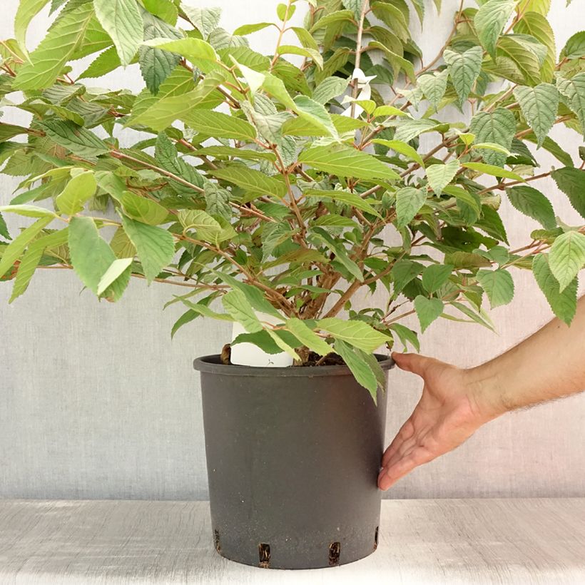 Exemplaar van Viburnum plicatum Mariesii - Japanse sneeuwbal Pot van 12 l/15 l zoals geleverd in de zomer