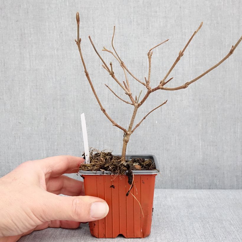 Exemplaar van Viburnum plicatum Mariesii - Japanse sneeuwbal Kweekpotje van 8/9 cm zoals geleverd in de winter