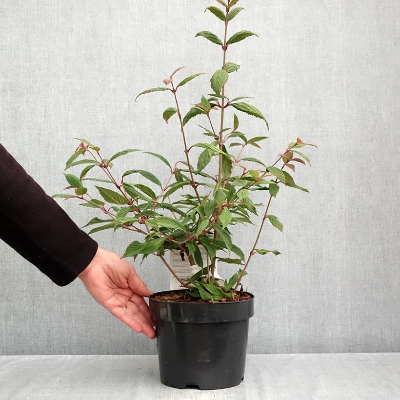 Example of Viorne de Chine - Viburnum plicatum Molly Schroeder Pot van 2 l/3 l as you get in automne