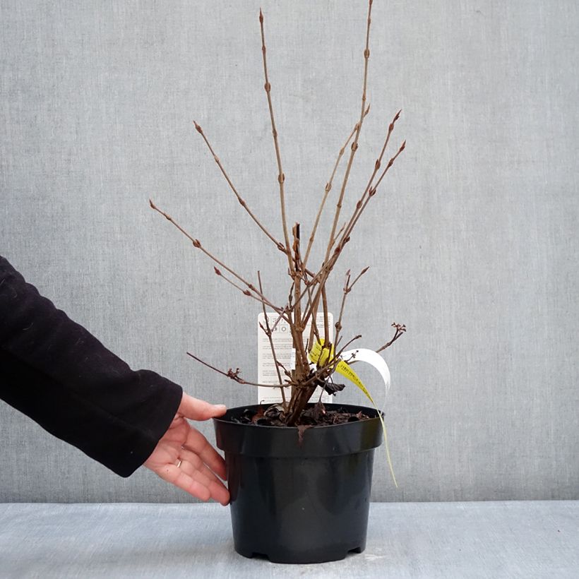 Exemplaar van Viburnum plicatum Molly Schroeder - Japanse sneeuwbal Pot van 2 l/3 l zoals geleverd in de winter