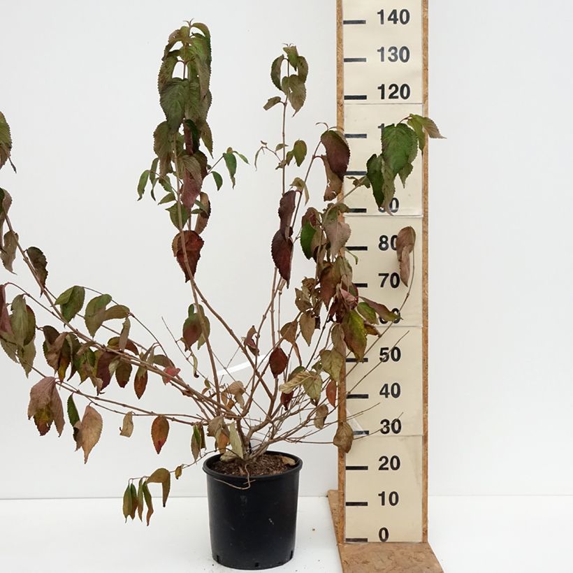 Exemplaar van Viburnum plicatum Shasta - Japanse sneeuwbal Pot van 12 l/15 l zoals geleverd in de herfst