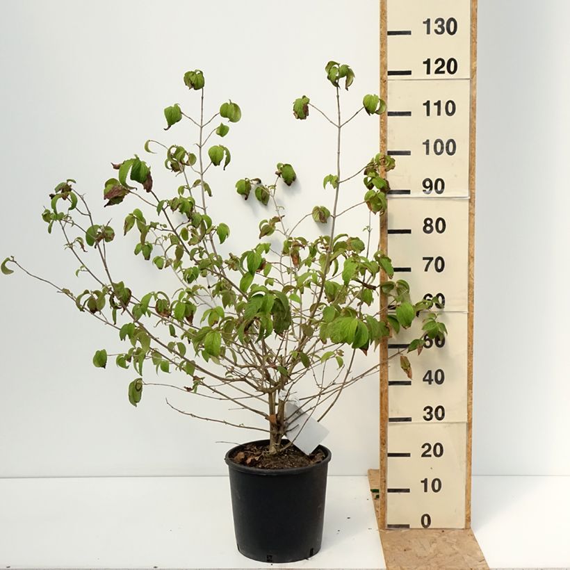 Example of Viorne de Chine - Viburnum plicatum Shasta Pot van 12 l/15 l as you get in ete