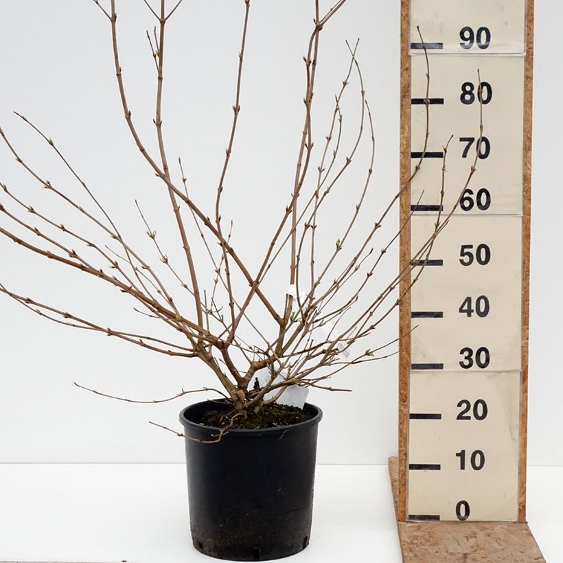 Exemplaar van Viburnum plicatum Shasta - Japanse sneeuwbal Pot van 12 l/15 l zoals geleverd in de winter